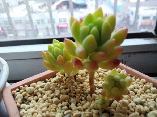 树冰多肉 树冰多肉的养殖办法:耐旱,喜凉爽、干燥的生长环境