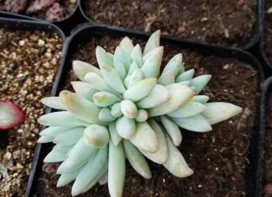 树冰多肉 树冰多肉的养殖办法:耐旱,喜凉爽、干燥的生长环境