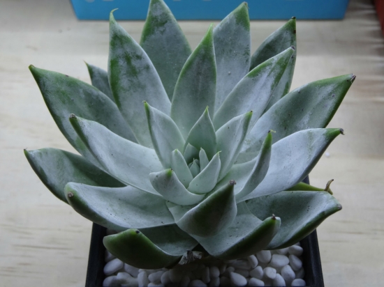 仙女杯如何发根：透气盆，大水发根，干透浇透