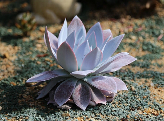 仙女杯如何发根：透气盆，大水发根，干透浇透