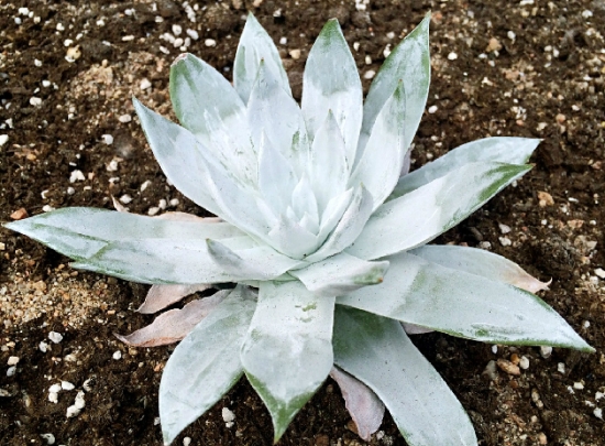 仙女杯如何发根：透气盆，大水发根，干透浇透