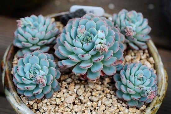 刚买回来的多肉植物如何处理：换土、换盆、揪坏根