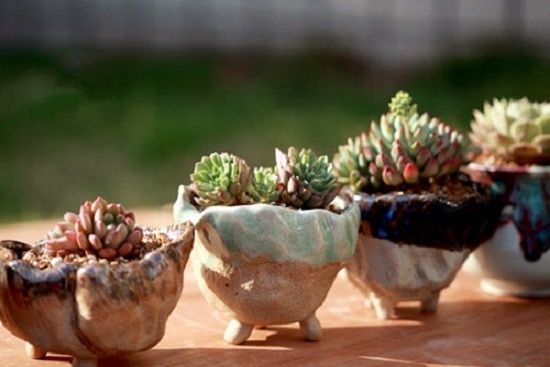 刚买回来的多肉植物如何处理：换土、换盆、揪坏根