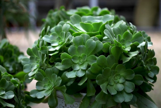 玉龙观音的养殖办法：浇水要做到见干见湿，夏季不宜多浇水