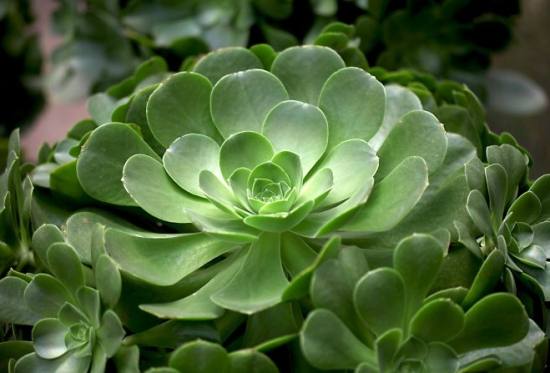 玉龙观音的养殖办法：浇水要做到见干见湿，夏季不宜多浇水