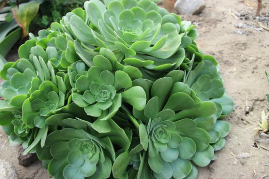 玉龙观音的养殖办法：浇水要做到见干见湿，夏季不宜多浇水