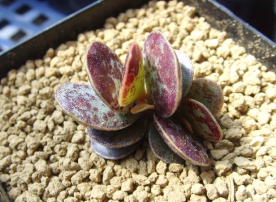 多肉植物水泡的养殖办法：喜阳光充足、凉爽和干燥的环境