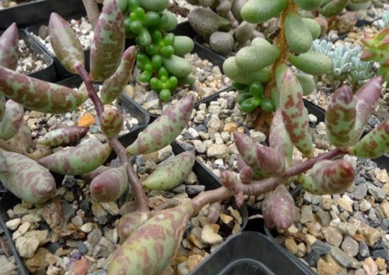 多肉植物水泡的养殖办法：喜阳光充足、凉爽和干燥的环境