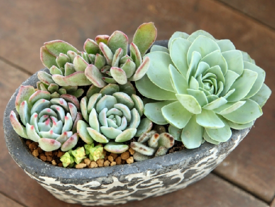 养多肉用什么土：新手最适用赤玉土，既简单又安全