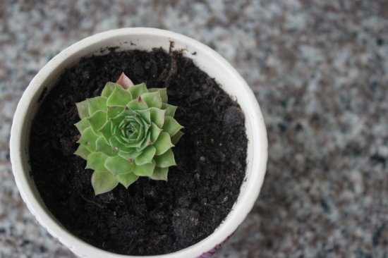 养多肉用什么土：新手最适用赤玉土，既简单又安全