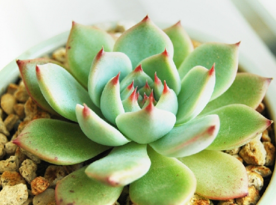 养多肉用什么土：新手最适用赤玉土，既简单又安全