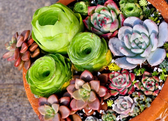 养多肉用什么土：新手最适用赤玉土，既简单又安全