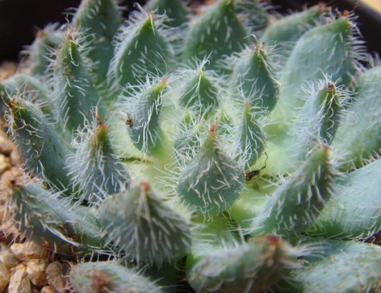 青渚莲的养殖办法：浇水特别留意，不可浇到叶子及叶心