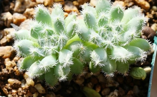 青渚莲的养殖办法：浇水特别留意，不可浇到叶子及叶心