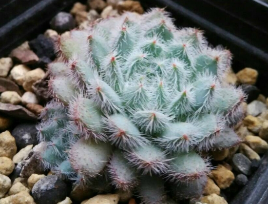 青渚莲的养殖办法：浇水特别留意，不可浇到叶子及叶心