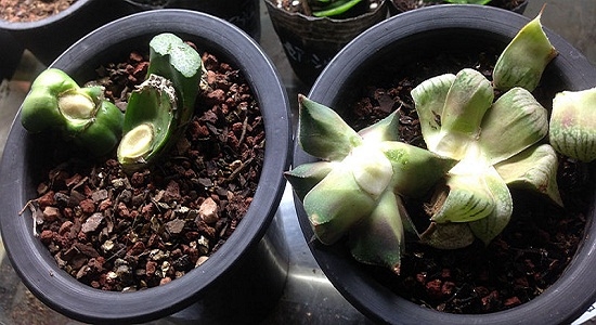 多肉植物如何养出多头：多采用砍头、摘心法、拨叶法