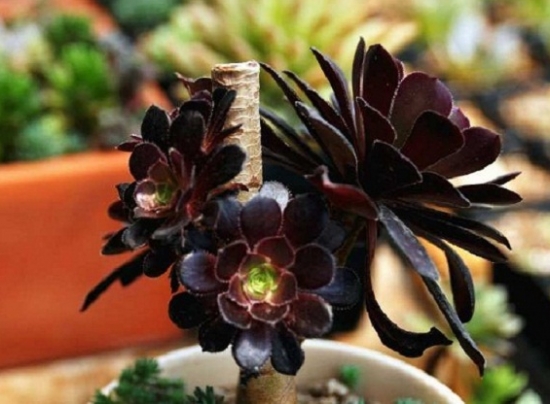 多肉植物如何养出多头：多采用砍头、摘心法、拨叶法