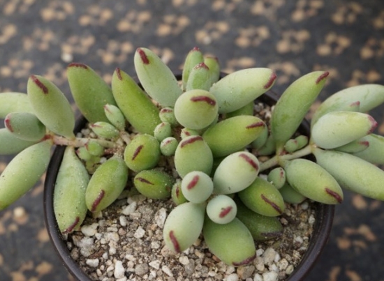 多肉植物如何养出多头：多采用砍头、摘心法、拨叶法