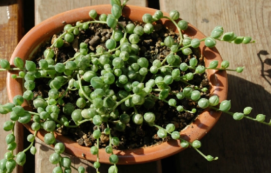 如何养好佛珠锦：夏季应避免高温、高湿