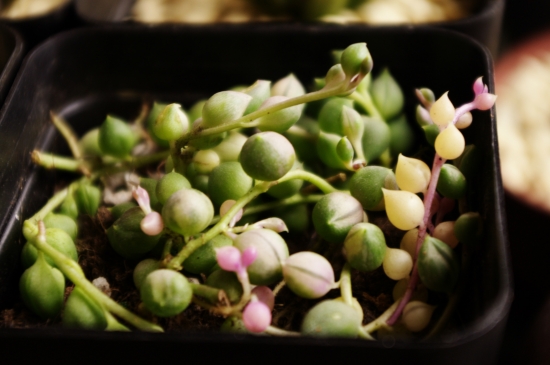 如何养好佛珠锦：夏季应避免高温、高湿