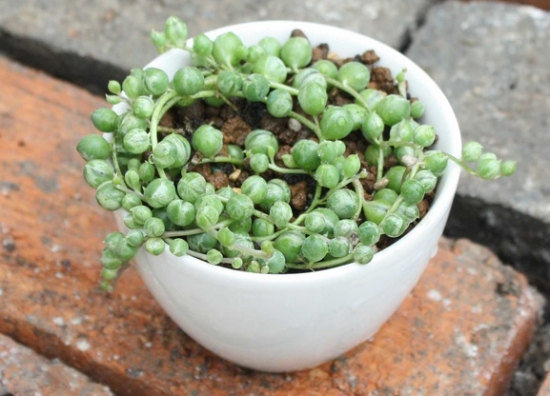 如何养好佛珠锦：夏季应避免高温、高湿