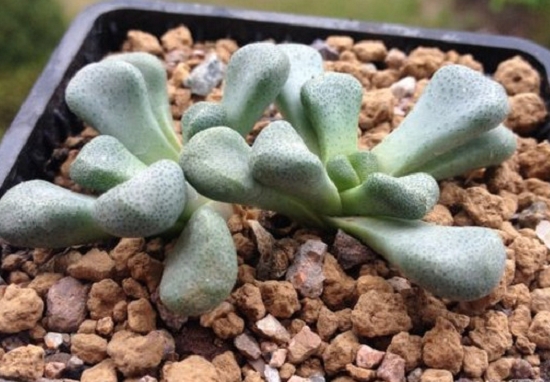 多肉播种如何配土：多肉播种的三种配土方案介绍