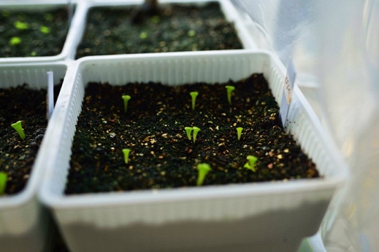 多肉播种如何配土：多肉播种的三种配土方案介绍