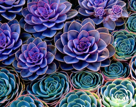 玉蝶如何繁殖：采用分小崽的方式繁殖