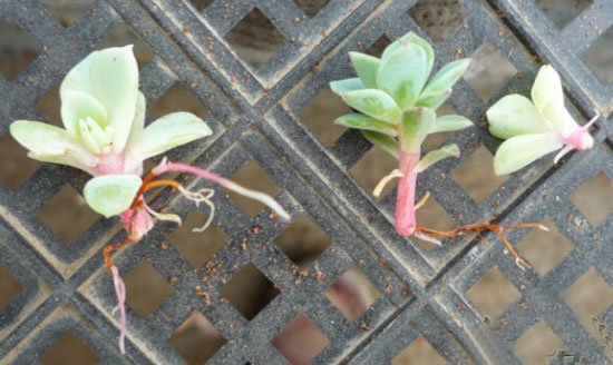 玉蝶如何繁殖：采用分小崽的方式繁殖