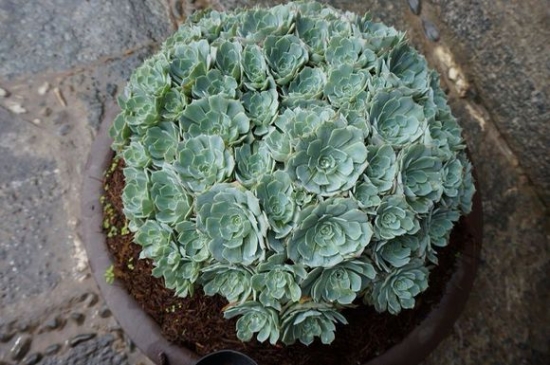 玉蝶如何繁殖：采用分小崽的方式繁殖