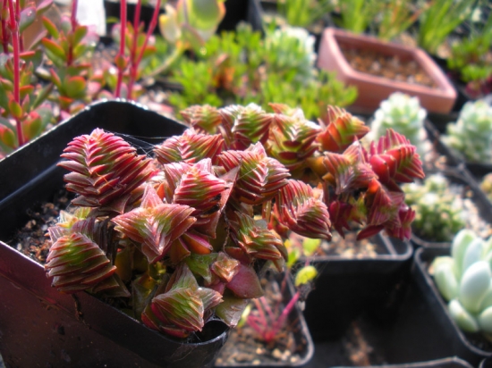 茜之塔徒长如何办 如何避免茜之塔徒长:砍头是避免徒长的唯一办法