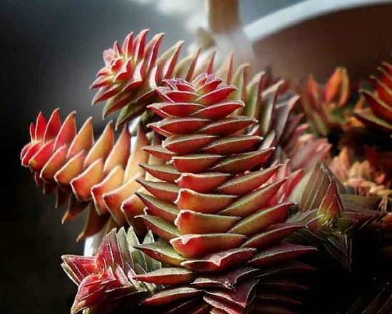 茜之塔 如何避免茜之塔徒长:砍头是避免徒长的唯一办法