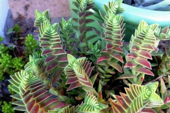 茜之塔 如何避免茜之塔徒长:砍头是避免徒长的唯一办法