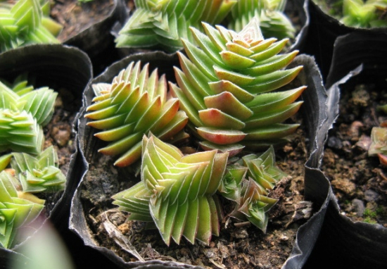 未成长的茜之塔 如何避免茜之塔徒长:砍头是避免徒长的唯一办法