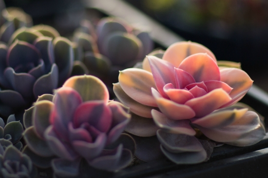 多肉植物的养殖心得：一个良好的通风环境比充足的光照更重要