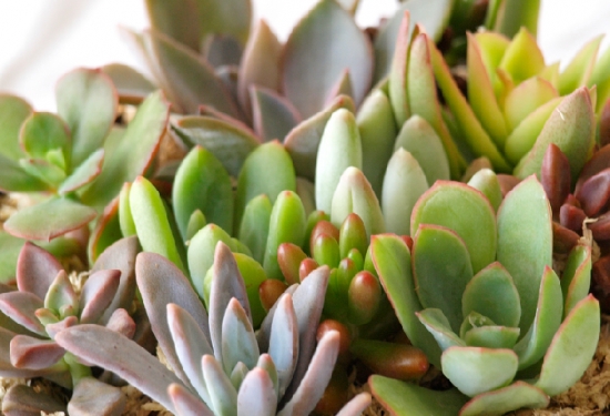 多肉植物的养殖心得：一个良好的通风环境比充足的光照更重要