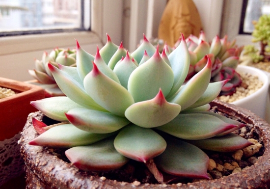 多肉植物的养殖心得：一个良好的通风环境比充足的光照更重要