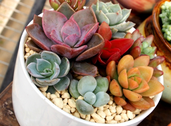 多肉植物的养殖心得：一个良好的通风环境比充足的光照更重要