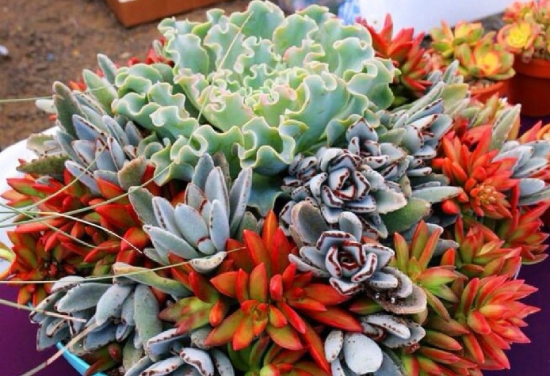 多肉植物的养殖心得：一个良好的通风环境比充足的光照更重要