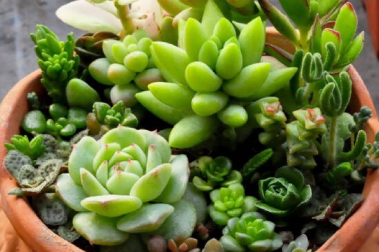 多肉植物的养殖心得：一个良好的通风环境比充足的光照更重要