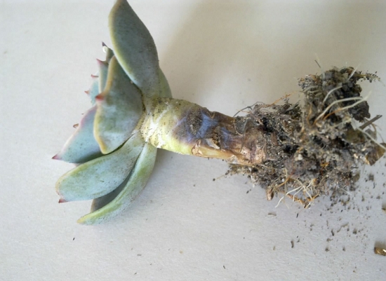 玉蝶黑腐的原因：玉蝶黒腐由内因和外因造成