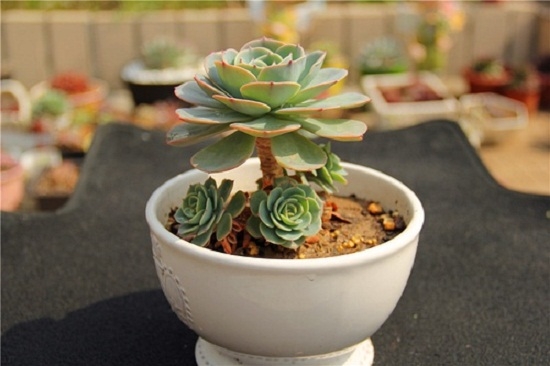 玉蝶黑腐的原因：玉蝶黒腐由内因和外因造成