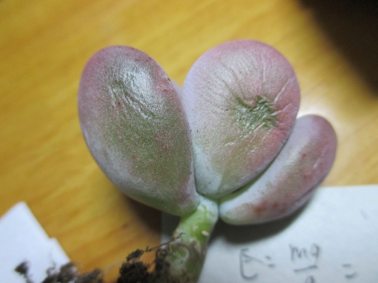 多肉植物叶子干瘪如何办：具体情况具体分析