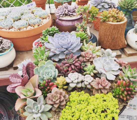 多肉植物叶子干瘪如何办：具体情况具体分析