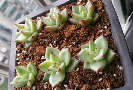 多肉植物叶子干瘪如何办：具体情况具体分析