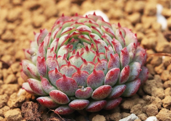 如何预防多肉植物的黑腐病：资深花友的经验分享