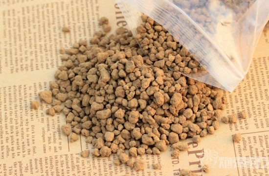 如何预防多肉植物的黑腐病：资深花友的经验分享