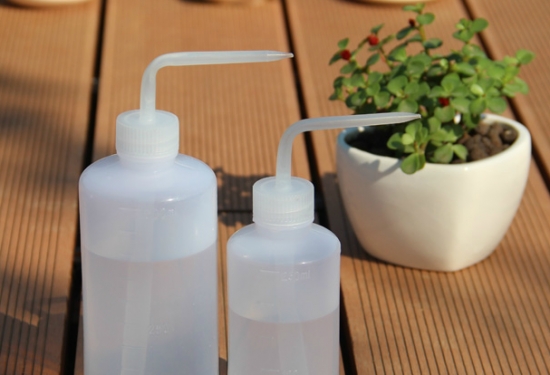 如何预防多肉植物的黑腐病：资深花友的经验分享