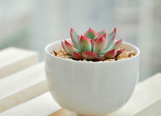 如何预防多肉植物的黑腐病：资深花友的经验分享