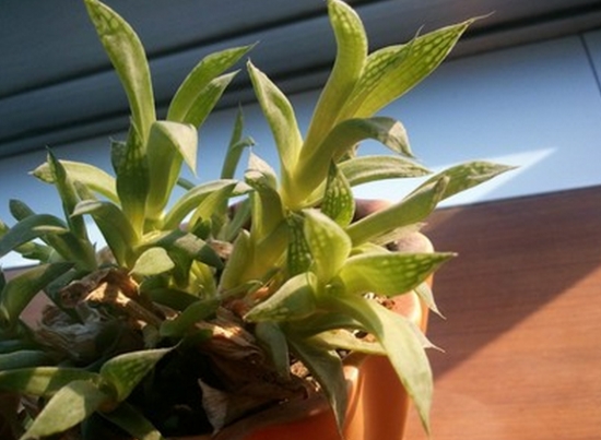 为何多肉植物只长高不长胖：原因多为光照不足或水份太足